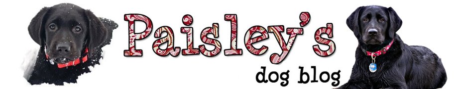 andrew coletti add Paisley Puddelz photo
