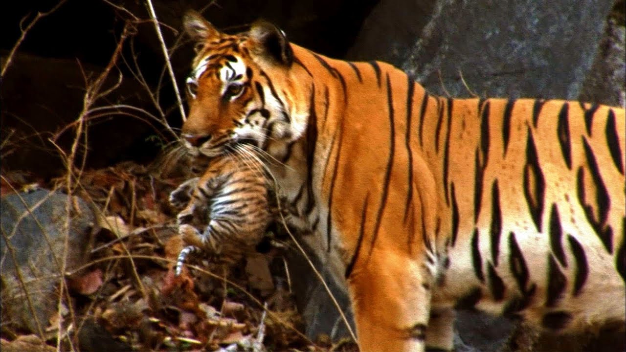 derrick jean add Safari Tiger Bbc photo