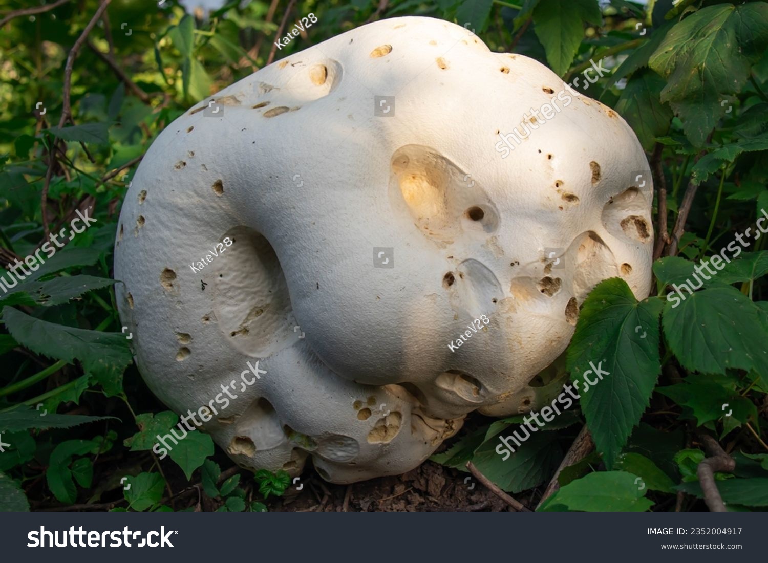 darren mullen add Huge Mushroom Head photo
