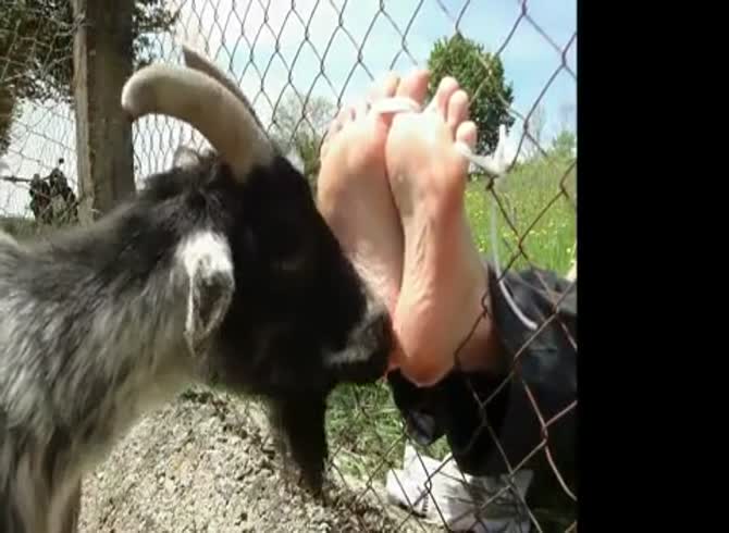 brian cronin add Gay Goat Porn photo