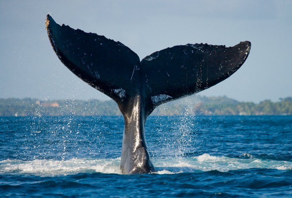 christine mcclendon add Milf Whale Tail photo