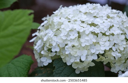 chels kane add Annebelle Flowers photo
