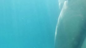 alberto solis add Underwater Bikini Voyeur photo