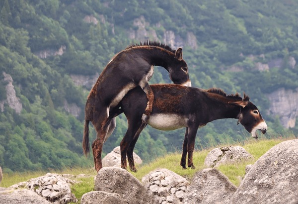 bennie durham add Donkey Sexxx photo