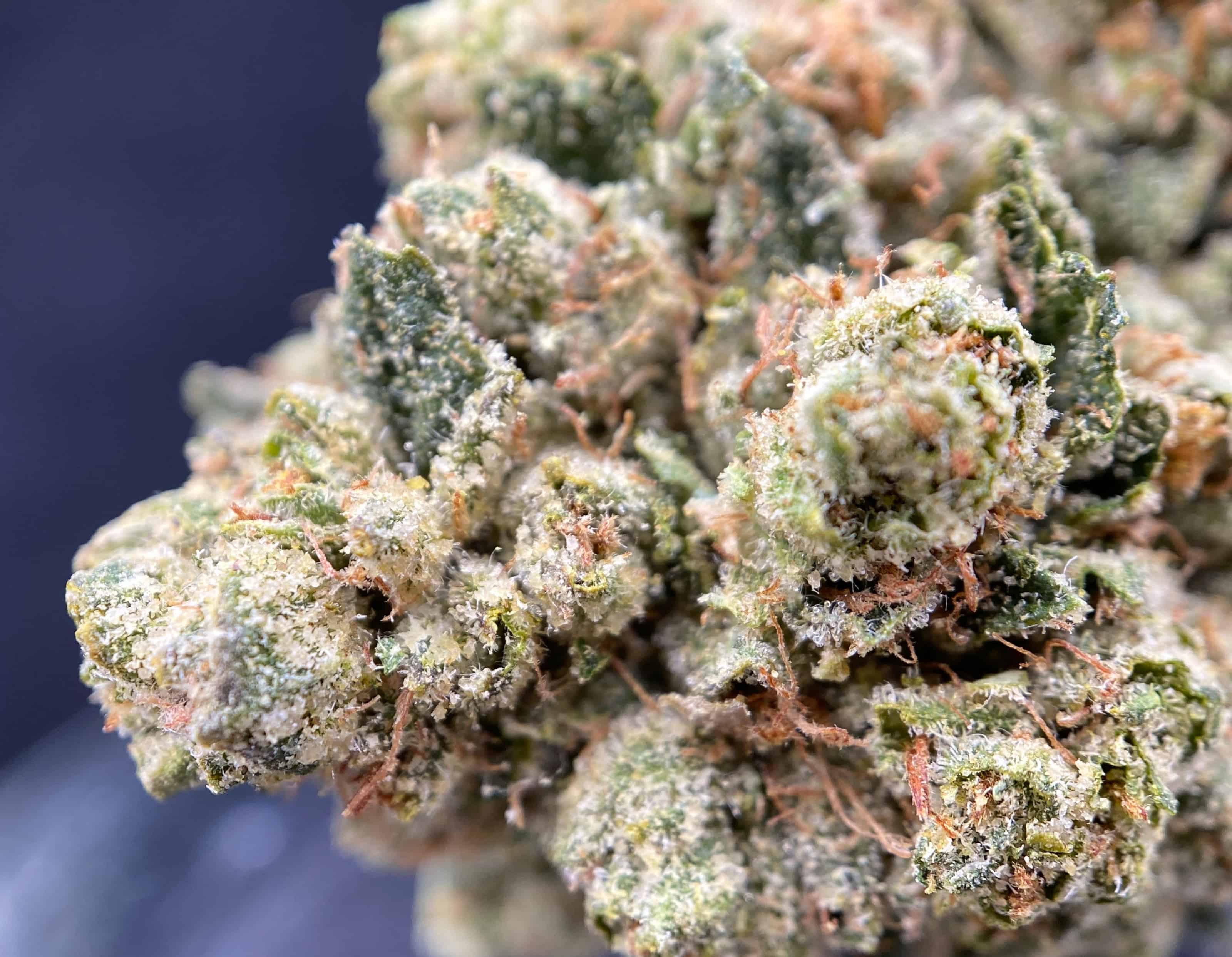 donya parker add Indica Flower Hd photo
