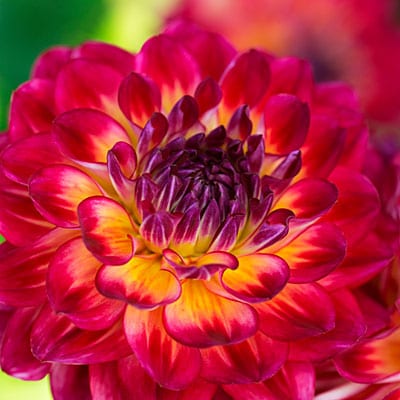 avinash agarwal add Dahlia Brittany Rey photo