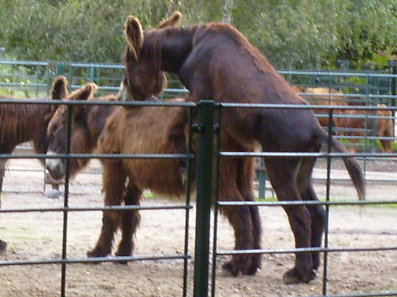 christian tito add Donkey Sexxx photo