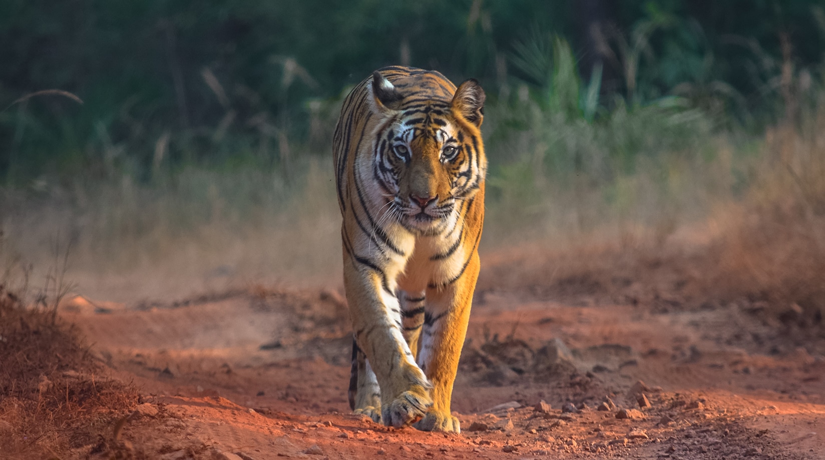 dipak deo add Safari Tiger Bbc photo