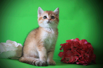 bernie wiseman add Brtini Kitten photo