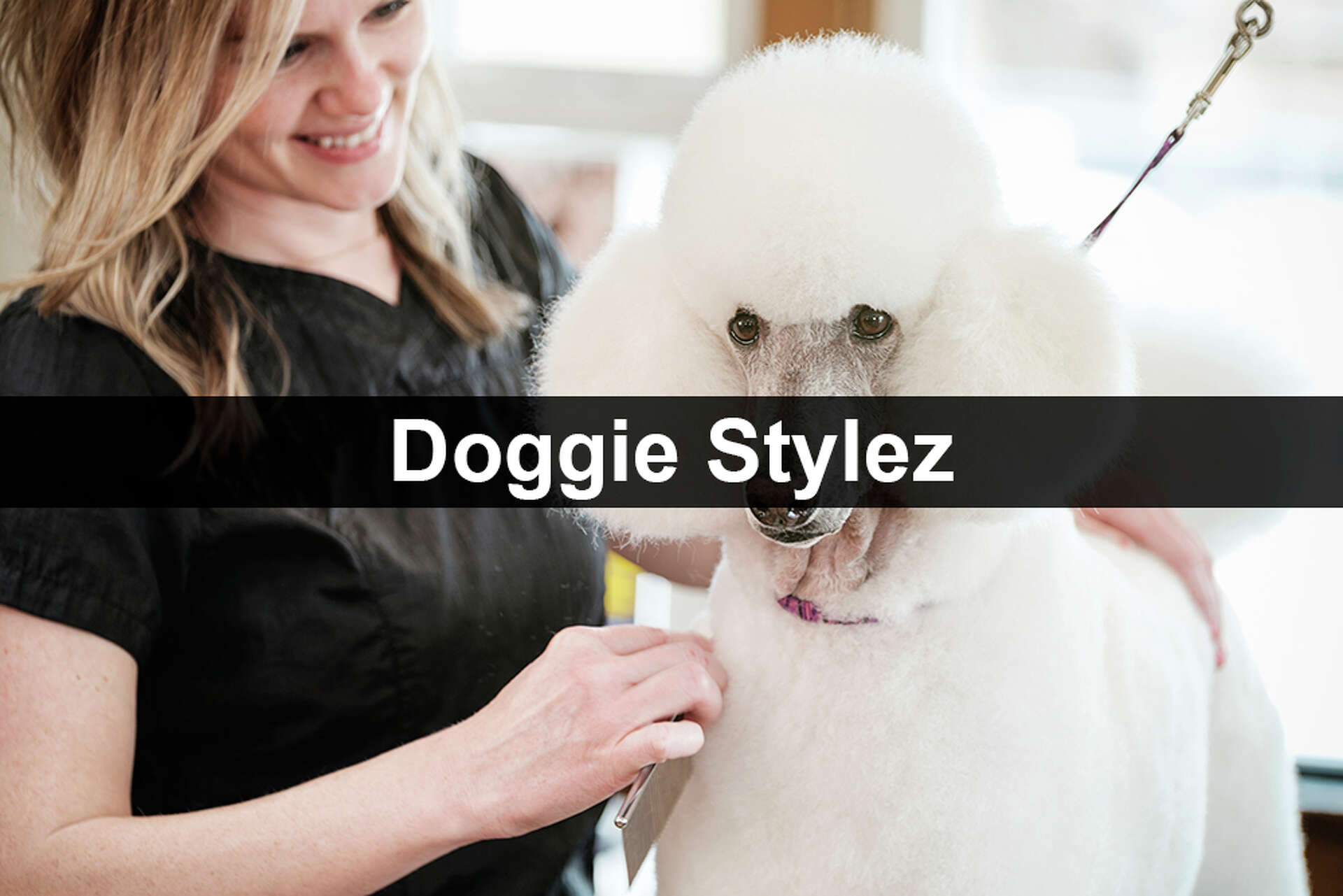 carolyn marcotte add Doggie Stylez photo