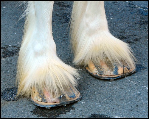 dalton brewer add Mini Stallion Feet photo