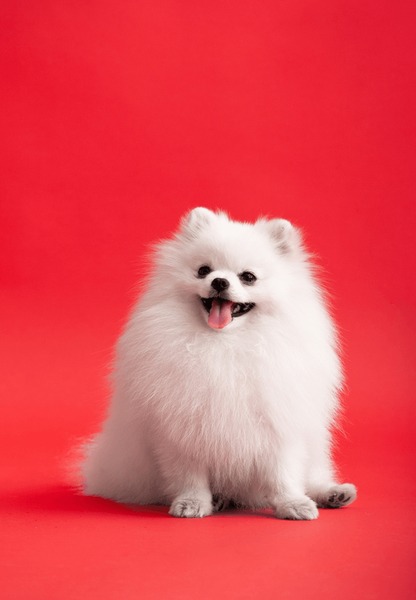 cindy hewins add Doggystyle Asian photo