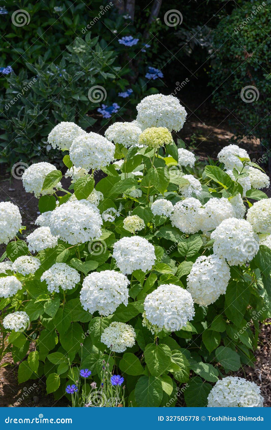 deb emmons add Annebelle Flowers photo