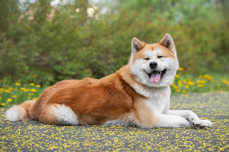 chris labranche add Hot Asian Doggy photo