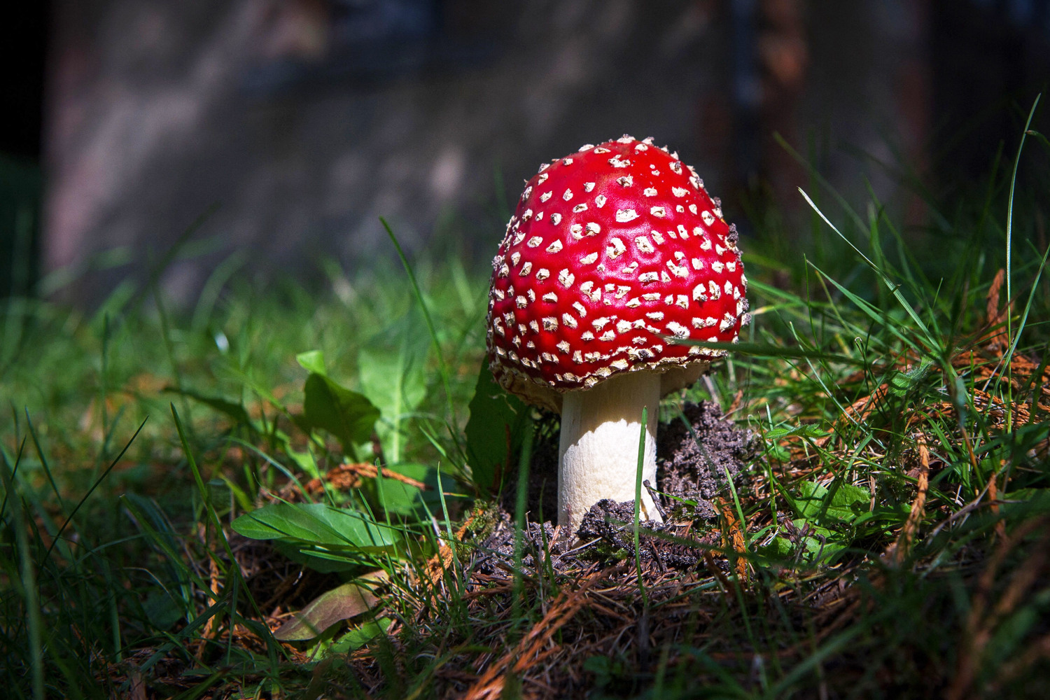 carly miranda add Huge Mushroom Head photo