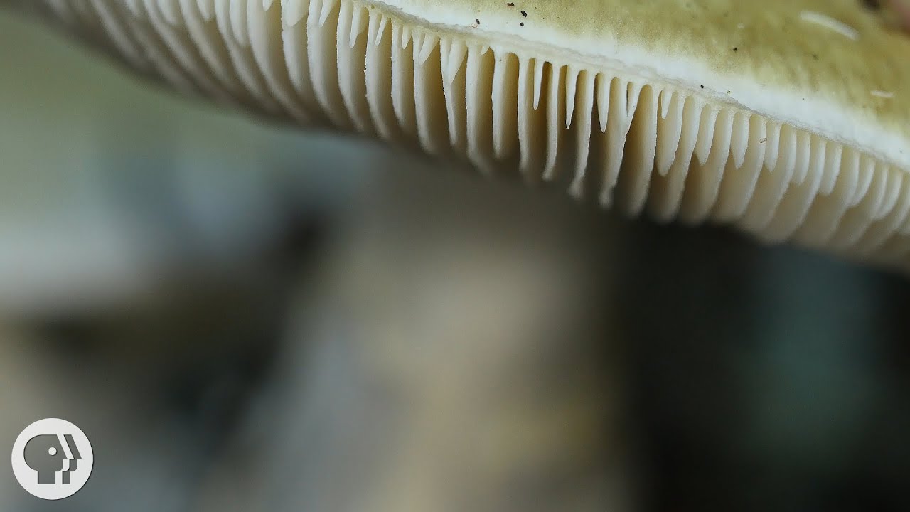 brianna gillespie add Huge Mushroom Head photo