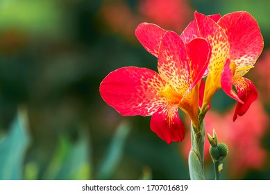 don huan de marco add Indica Flower Hd photo