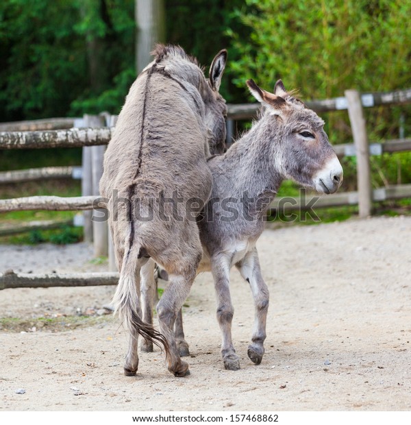 alton fox add Donkey Sexxx photo