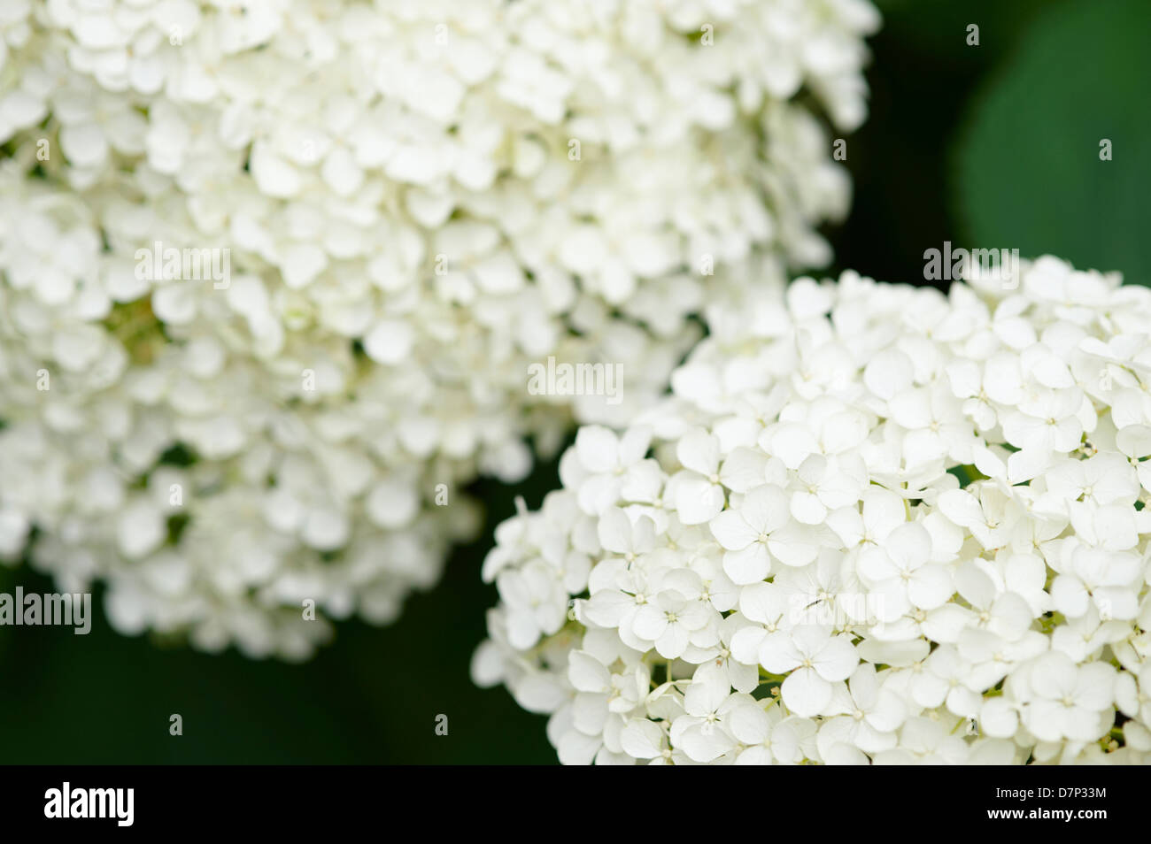 chang yoke meng add Mom Annabelle Flowers photo