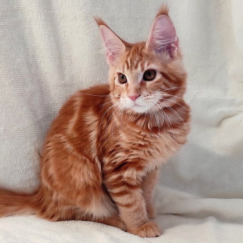 delia ross add Brtini Kitten photo