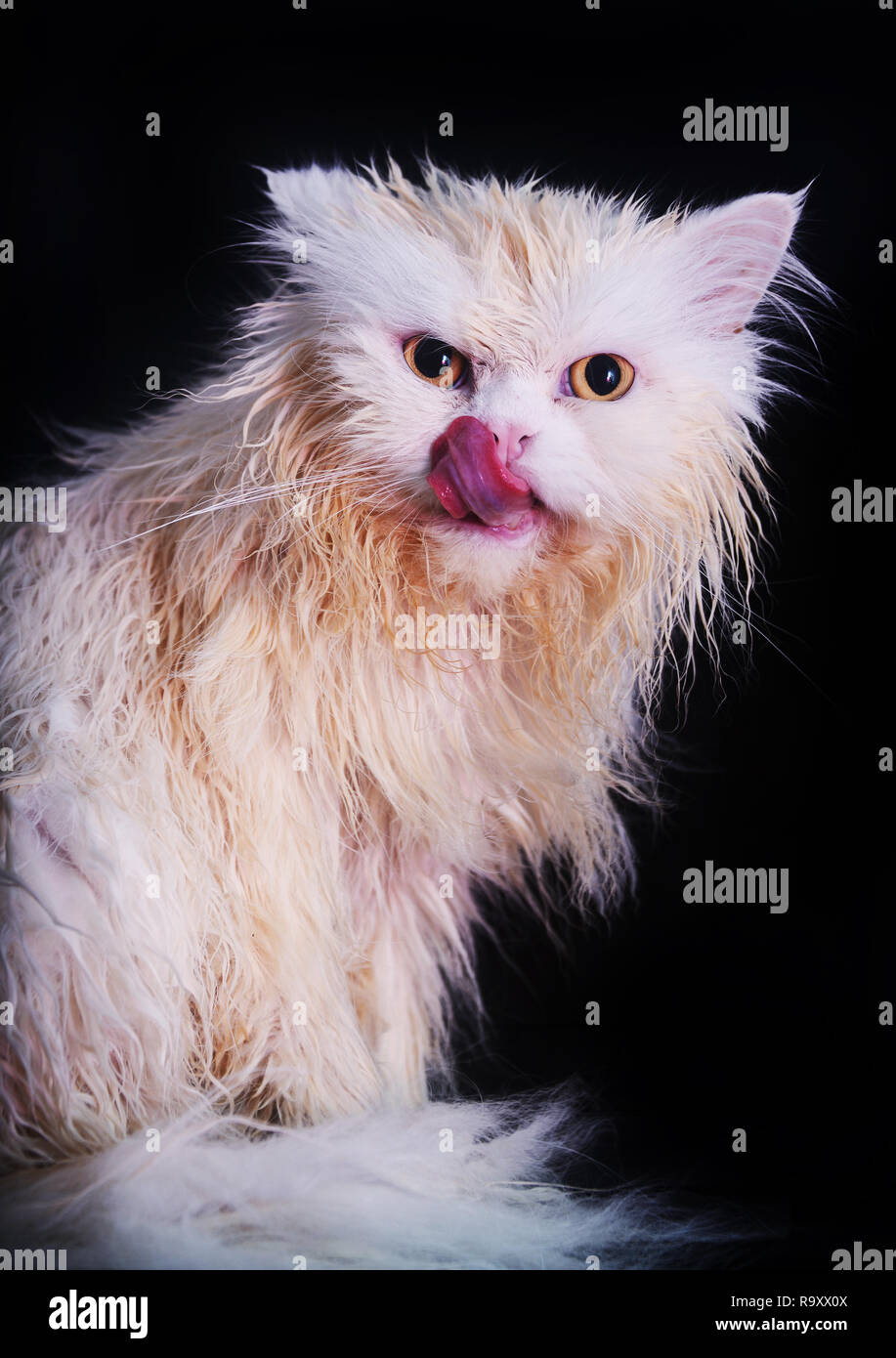 brian yutzy add Wetkitty Facial photo