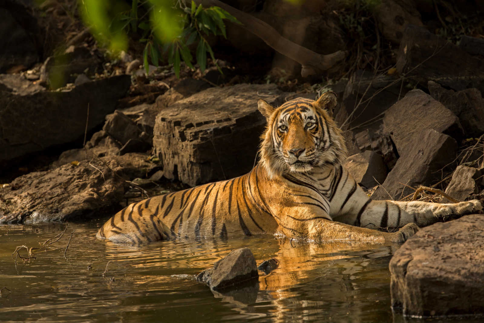 april milstead add Safari Tiger Bbc photo