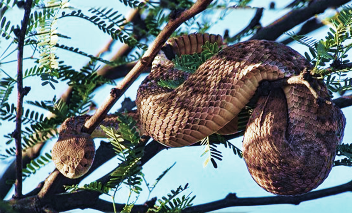 anna dorobek add Flowers And Snake Zero photo