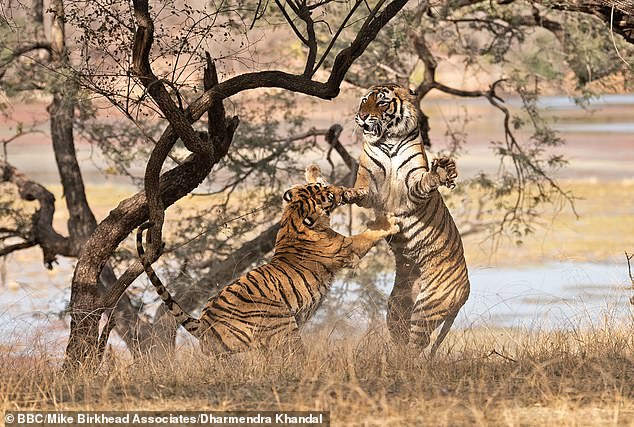 chris glueck add Safari Tiger Bbc photo