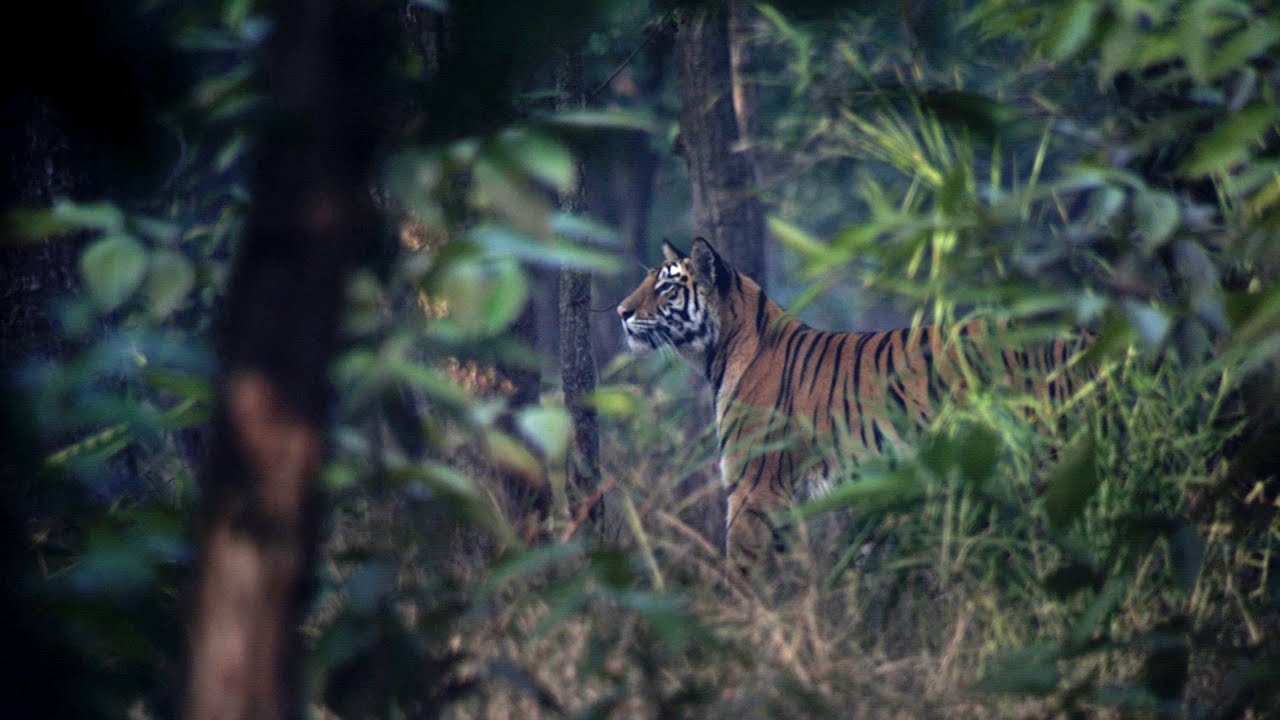 Safari Tiger Bbc 4947