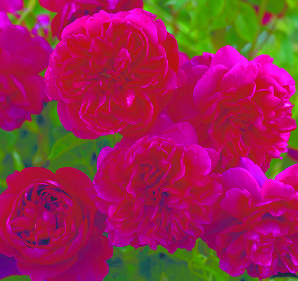diane schiltz add Shesboss Com photo