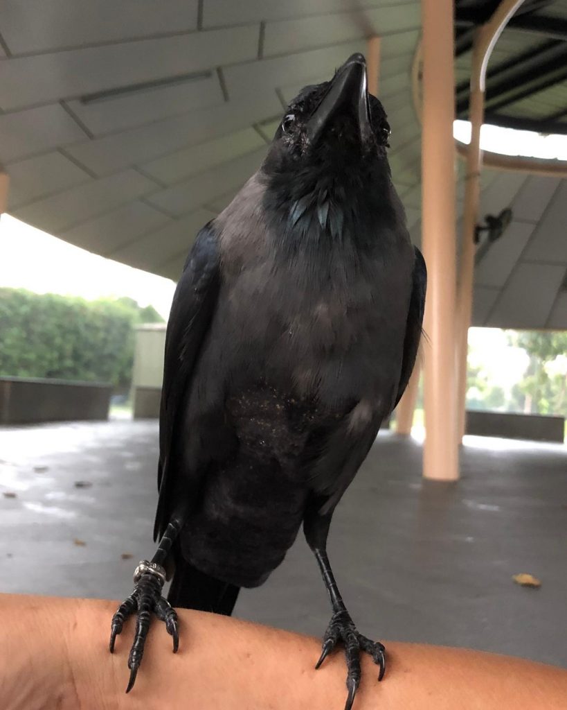 asma awamleh add Raven Diapered photo