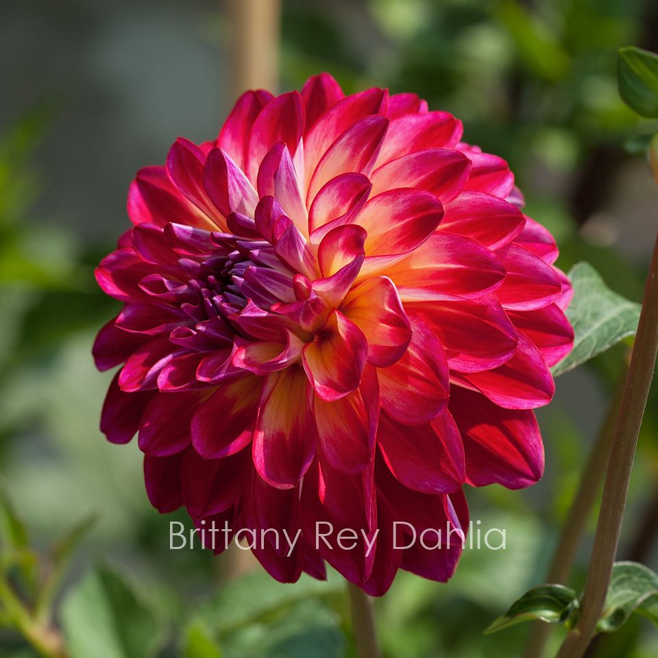darien reed add Dahlia Brittany Rey photo