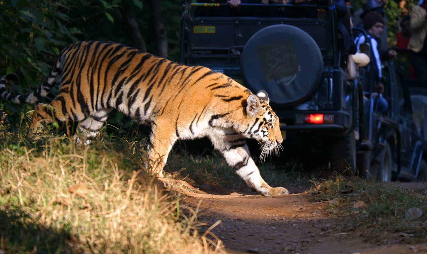 anne gustafson add Safari Tiger Bbc photo