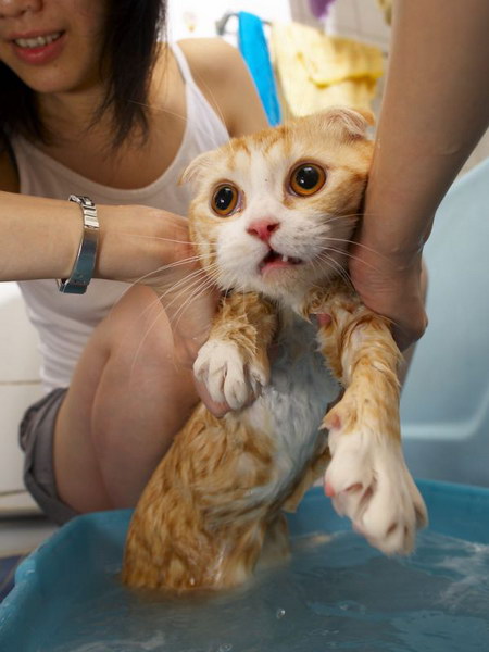brian schanuel add Wetkitty Facial photo