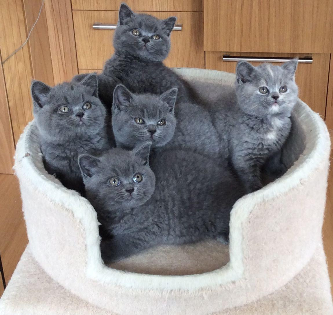 aashna garodia add Brtini Kitten photo