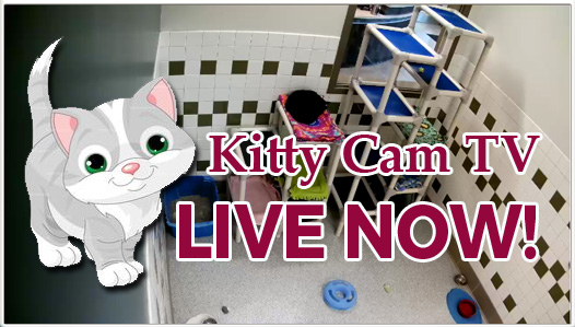 ailen navarro add Kitty Cam Hoby Buchanon photo