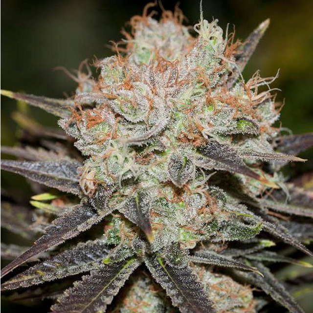 amelia brooks add Chocolate Haze Porn photo