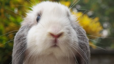 bernardine joseph add Rabbit Webcam Porn photo