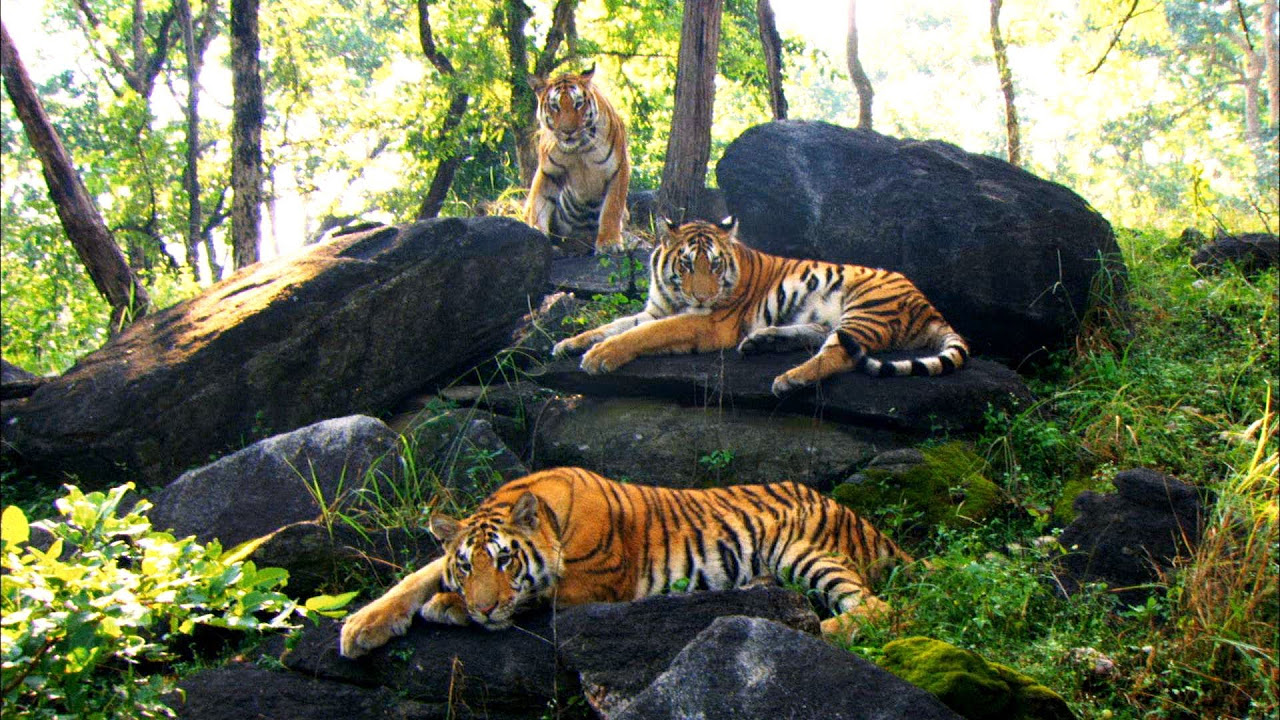 ciara nguyen add Safari Tiger Bbc photo