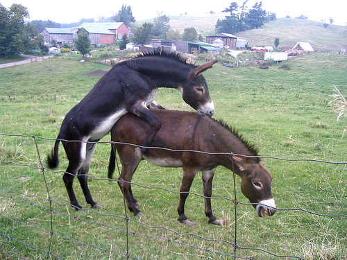 amy holding add Donkey Sexxx photo