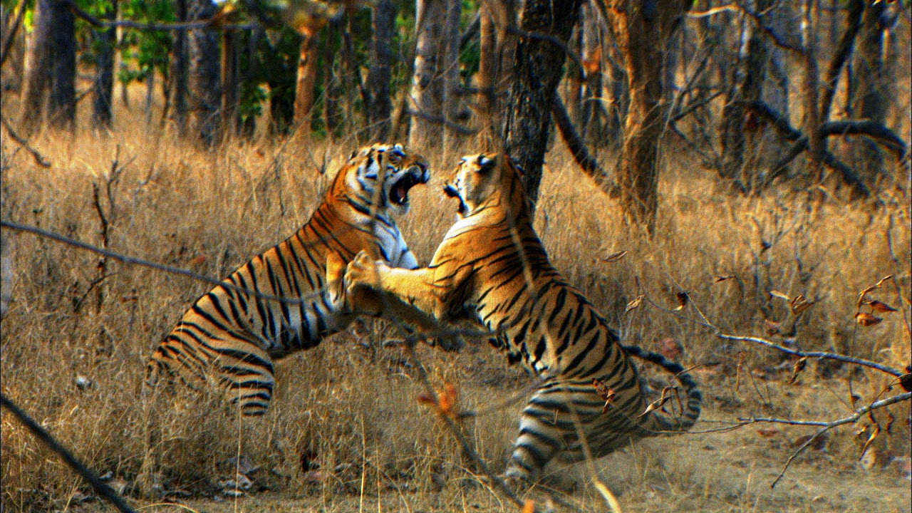 donna marie ray add Safari Tiger Bbc photo