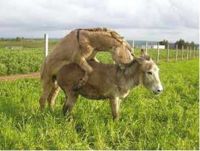 chris desamito add Donkey Sexxx photo