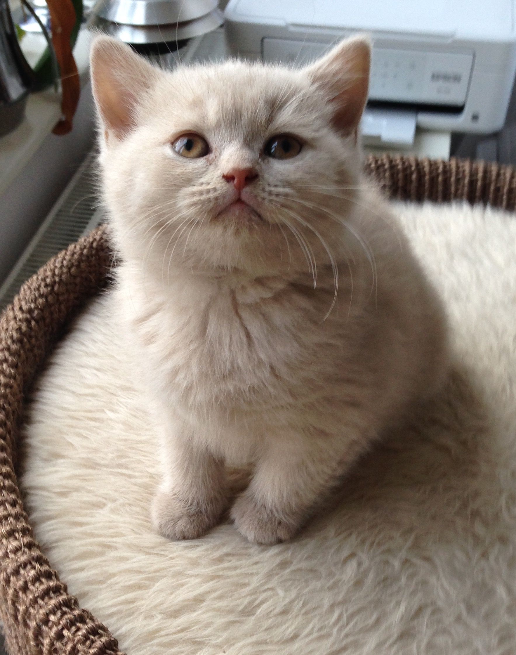 colin clegg add Britnj Kitten photo