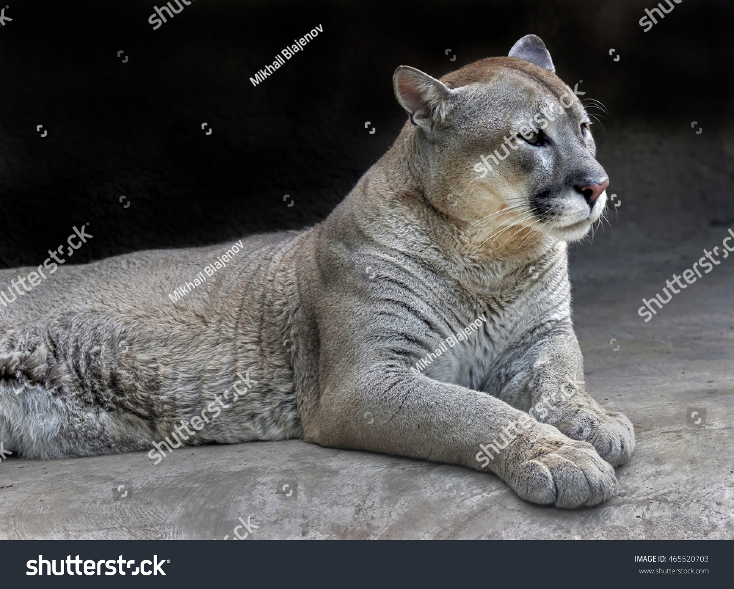cori parmenter add Latin Cougars photo