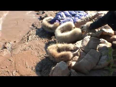 chea sophal add Downloaddreams Mud photo