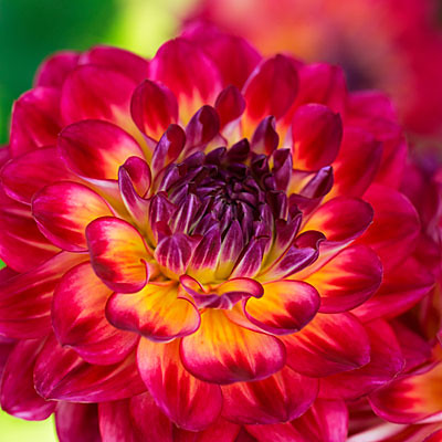 christy bering add Dahlia Brittany Rey photo