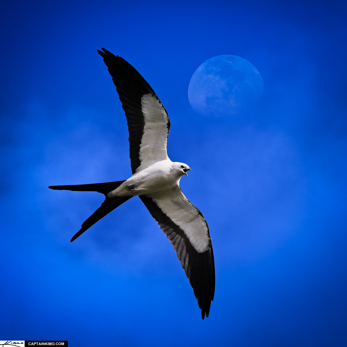 dennis benzel add Sky Bri Swallow photo