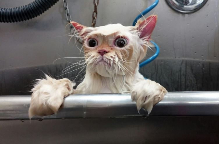 aileen celedonio add Wetkitty Facial photo