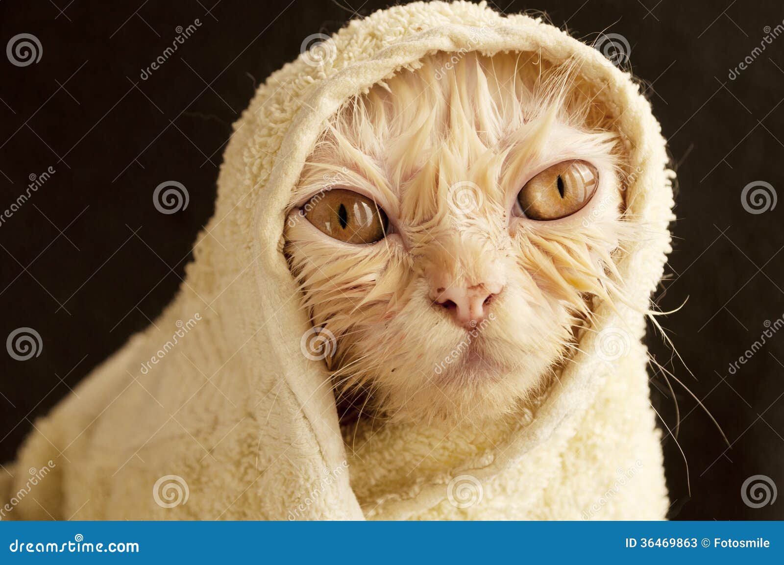 daniel sablosky add Wetkitty Facial photo