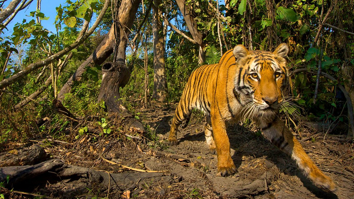 brynna white add Safari Tiger Bbc photo